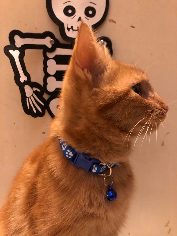 Collare gatto/cagnolino blu con zampette 🔵🐾