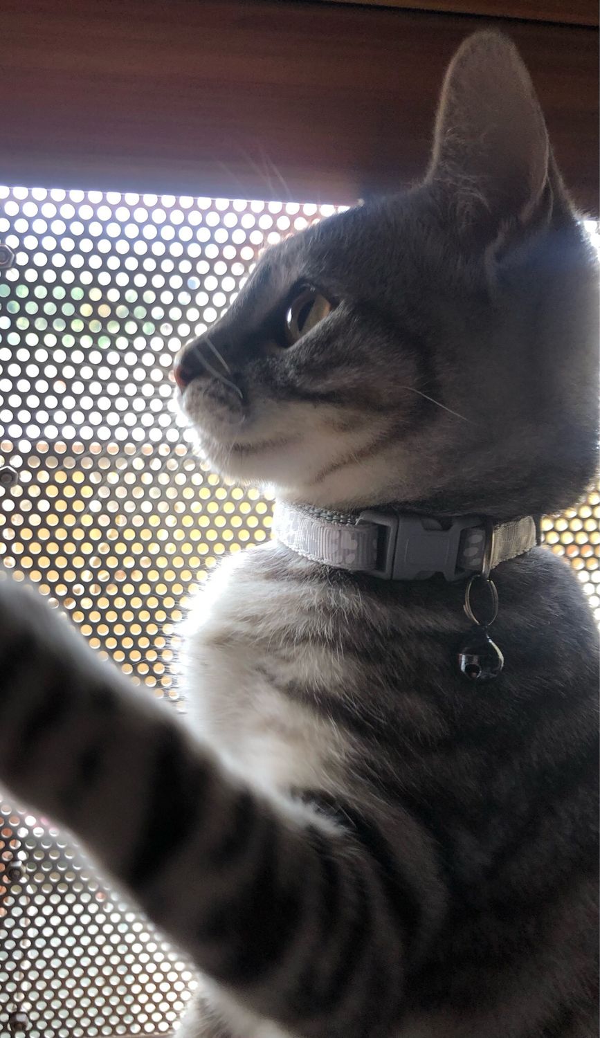 Collare gatto/cagnolino grigio con zampette 🩶🐾