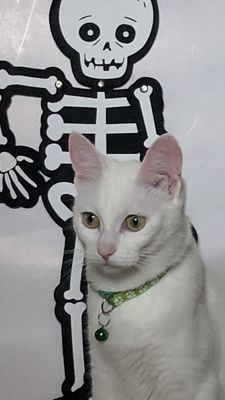Collare gatto/cagnolino verde chiaro con zampette 💚🐾