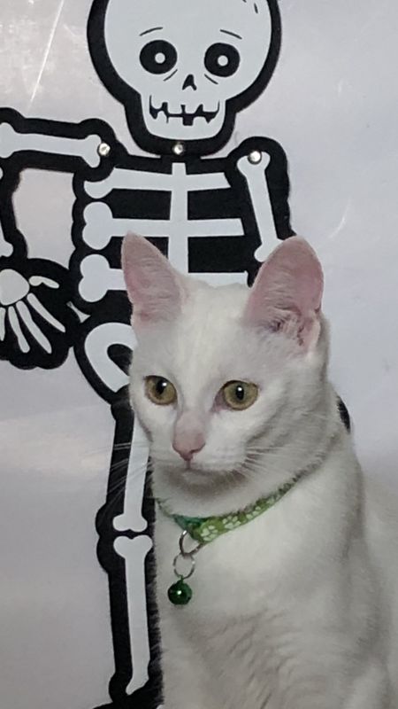 Collare gatto/cagnolino verde chiaro con zampette 💚🐾