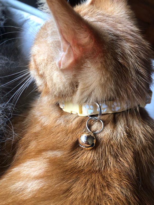 Collare gatto/cagnolino beige con zampette 📔🐾
