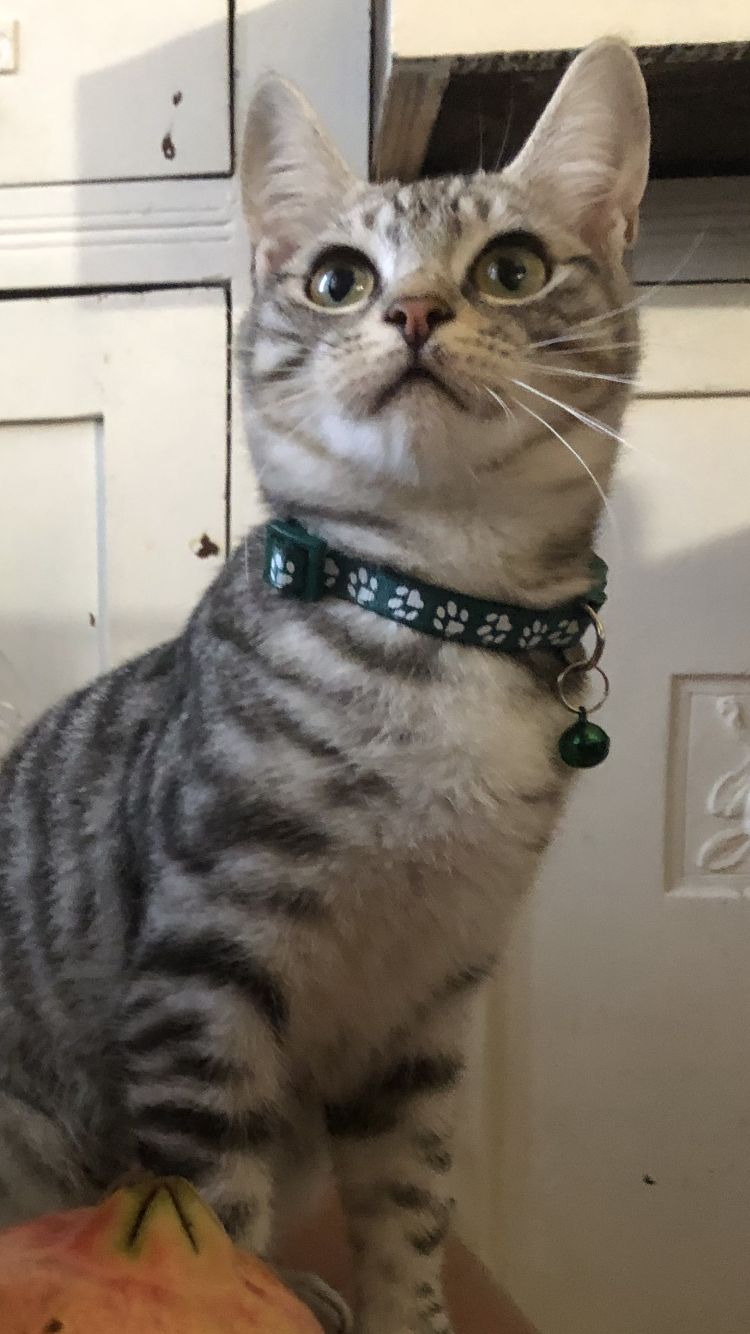Collare gatto/cagnolino verde scuro con zampette 🟢🐾