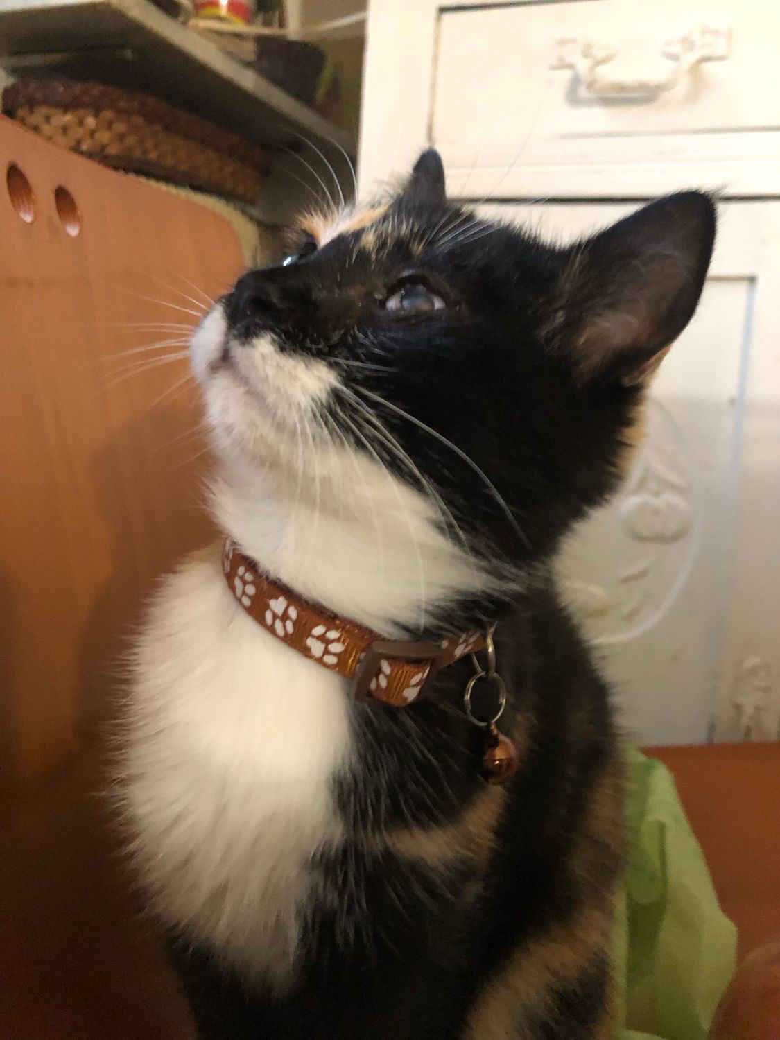 Collare gatto/cagnolino marrone con zampette 🟤🐾