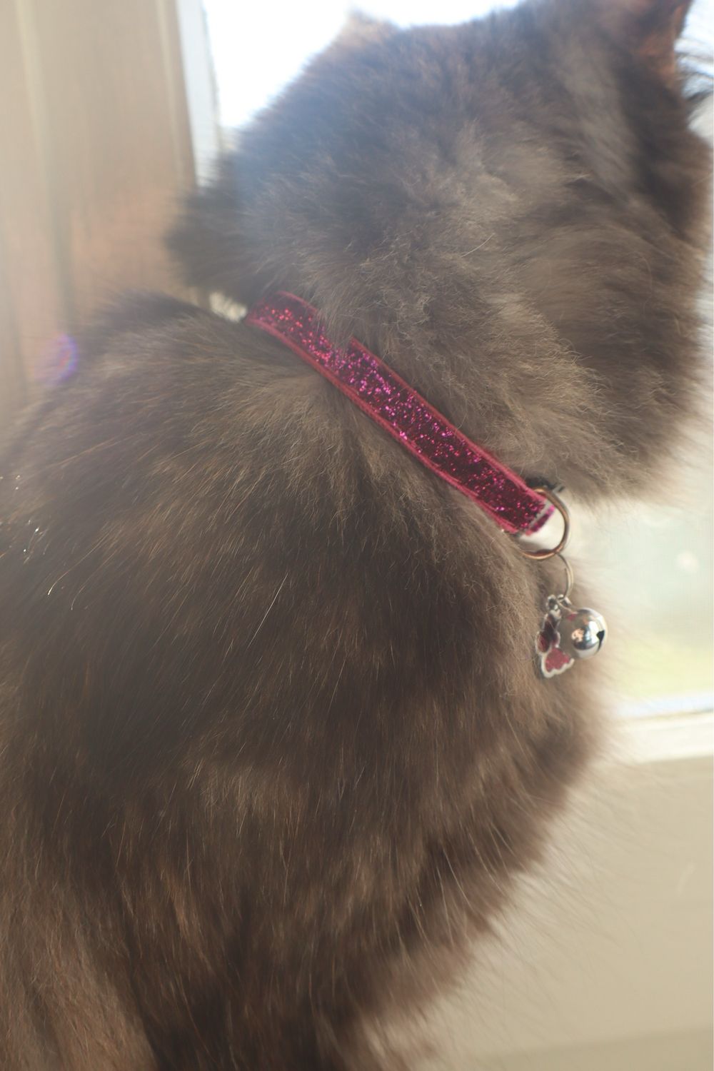 Collarino gatto glitter fucsia