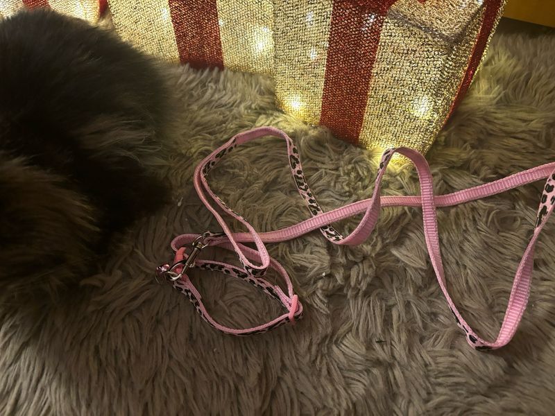 Collarino + guinzaglio PINK maculato