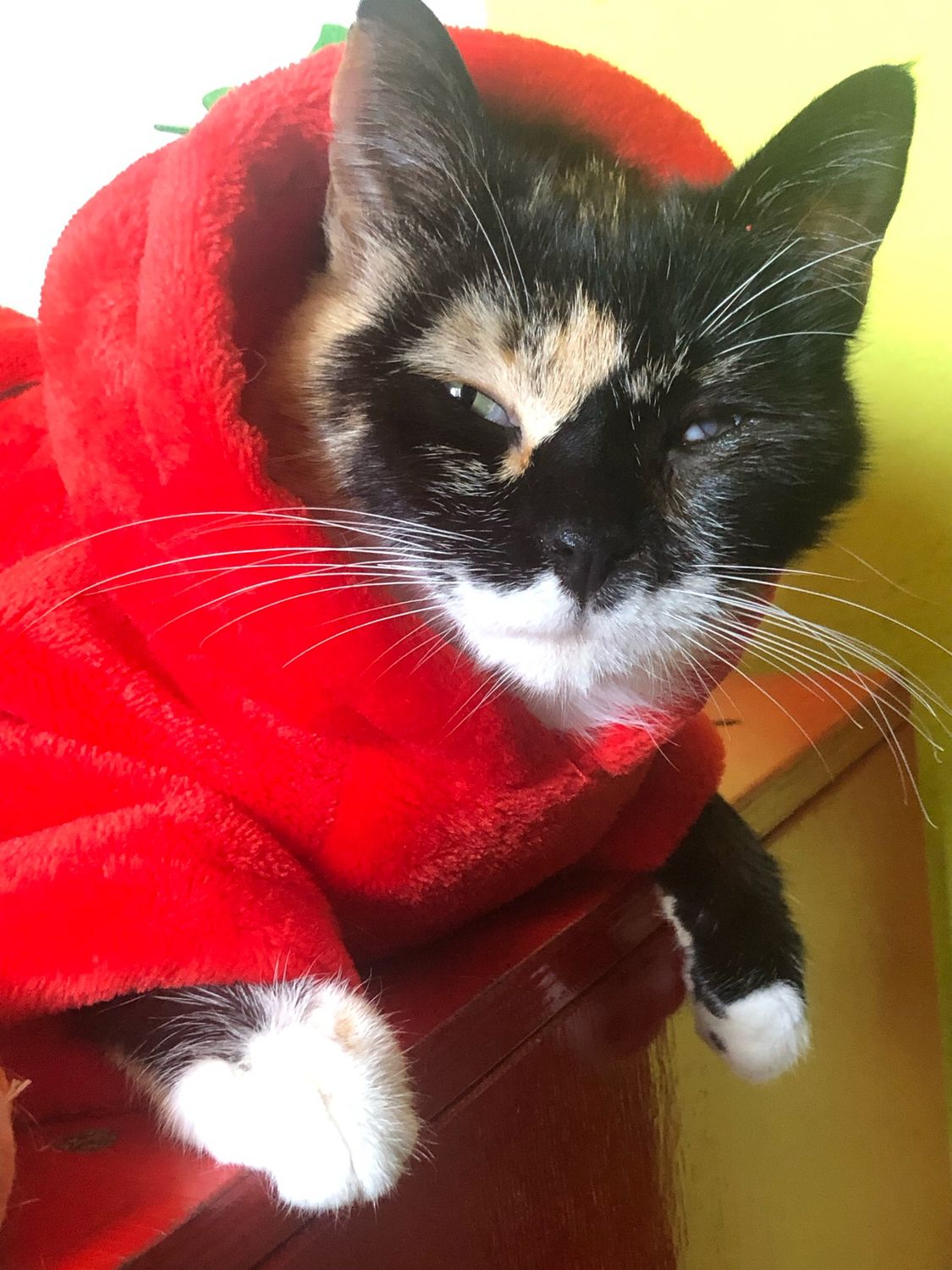 Felpa pile fragilità🍓