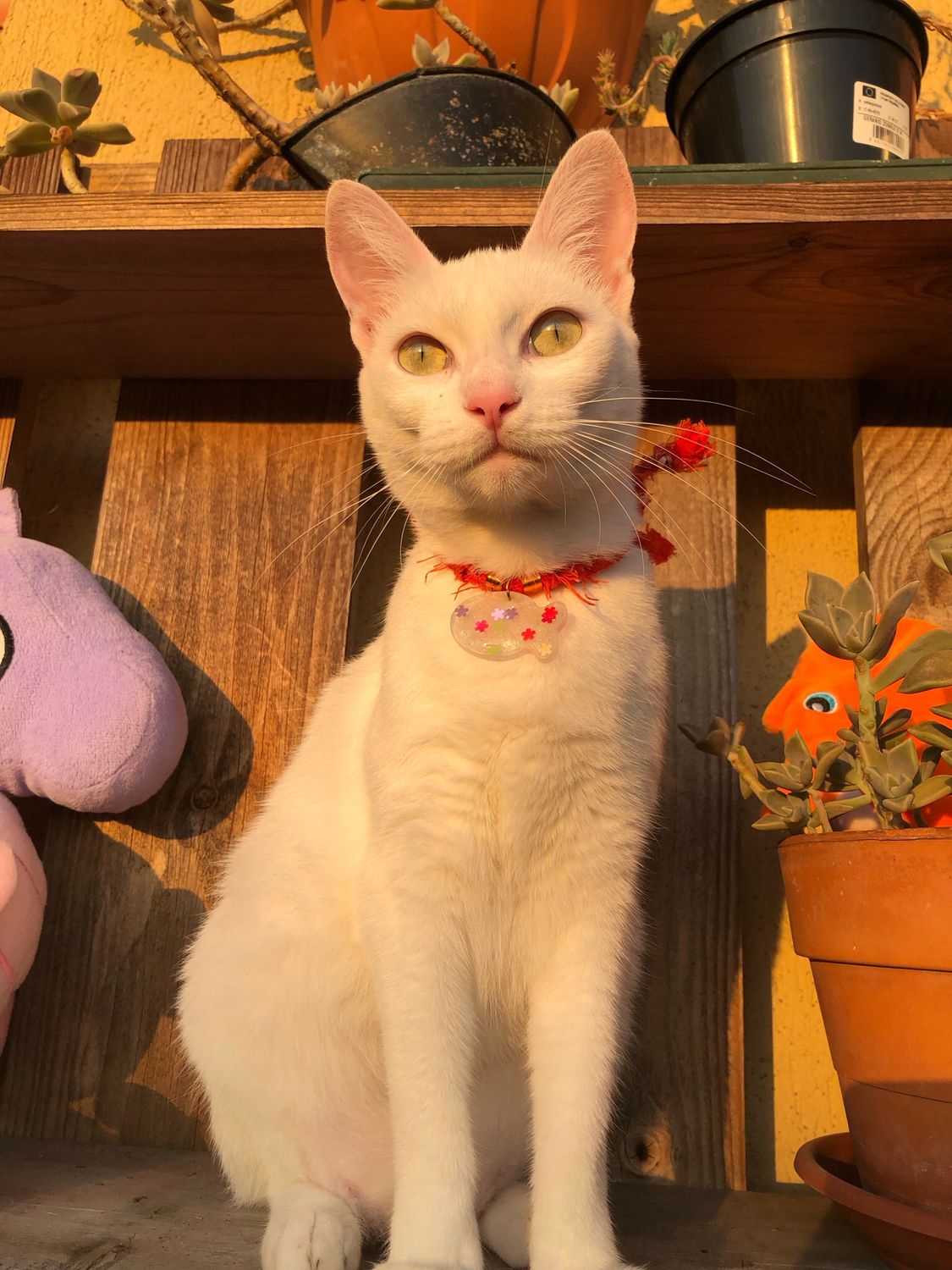 Collana Bandana Arancione