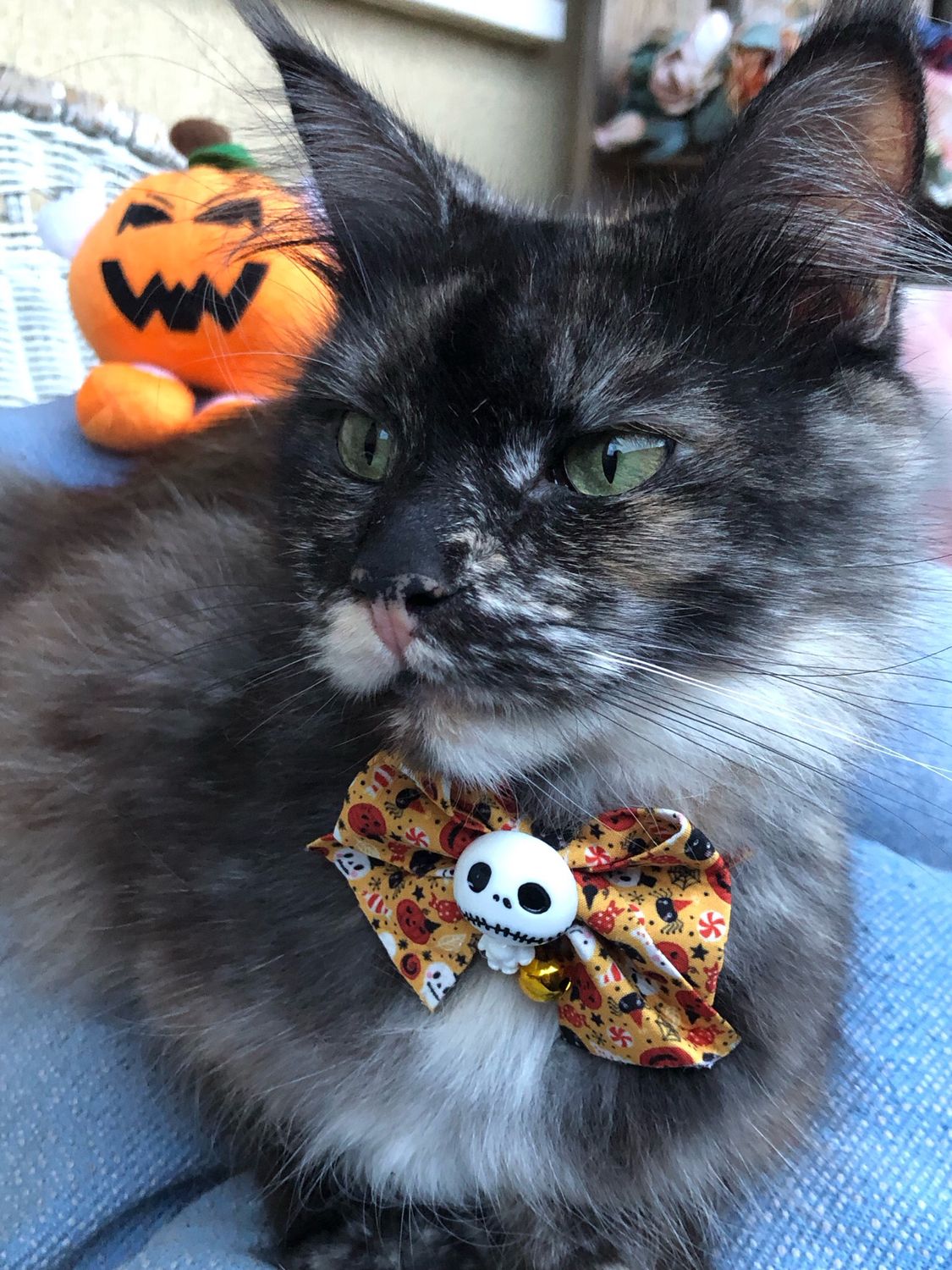 Collare gatto fiocco fantasia Hallowen 👻🎃