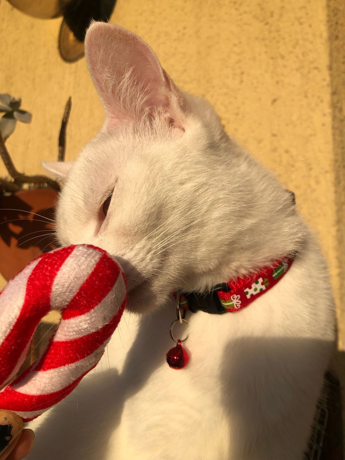 Collare gatto/cagnolino pacco regalo 🎁