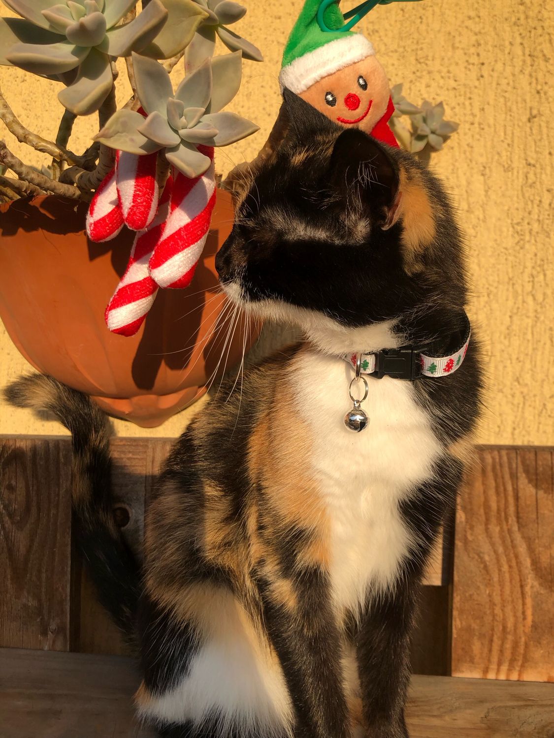 Collare gatto/cagnolino Albero di Natale 🎄