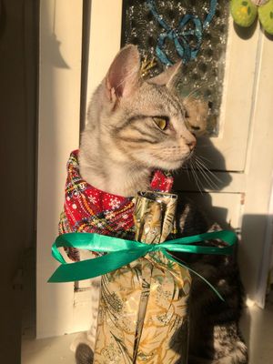 bandana cane gatto natalizia