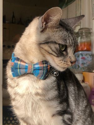 Collare gatto papillon azzurro scozzese