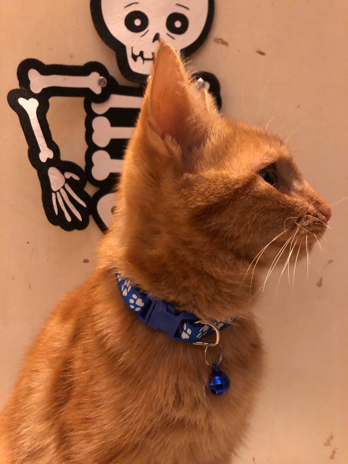 Collare gatto/cagnolino blu con zampette 🔵🐾