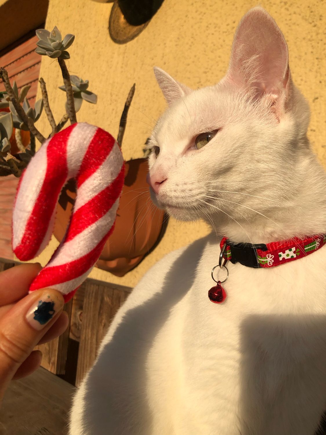 Collare gatto/cagnolino pacco regalo 🎁