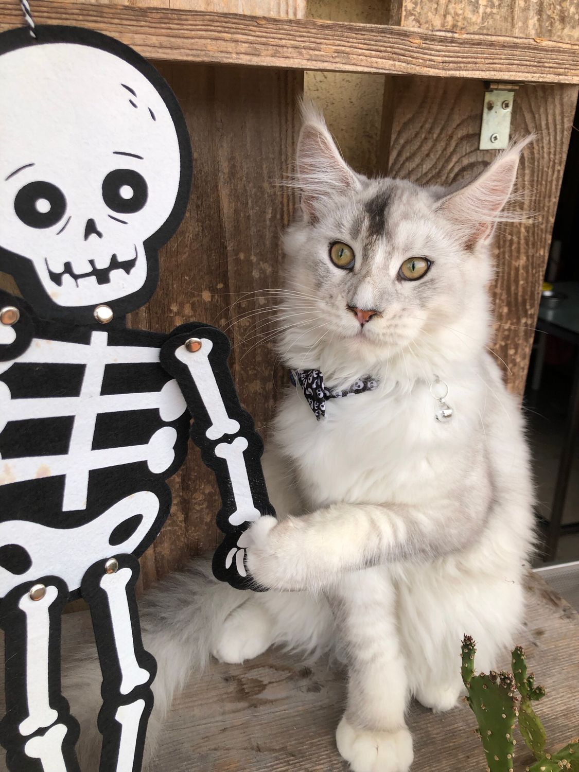 Collare gatto Hallowen con teschi☠️