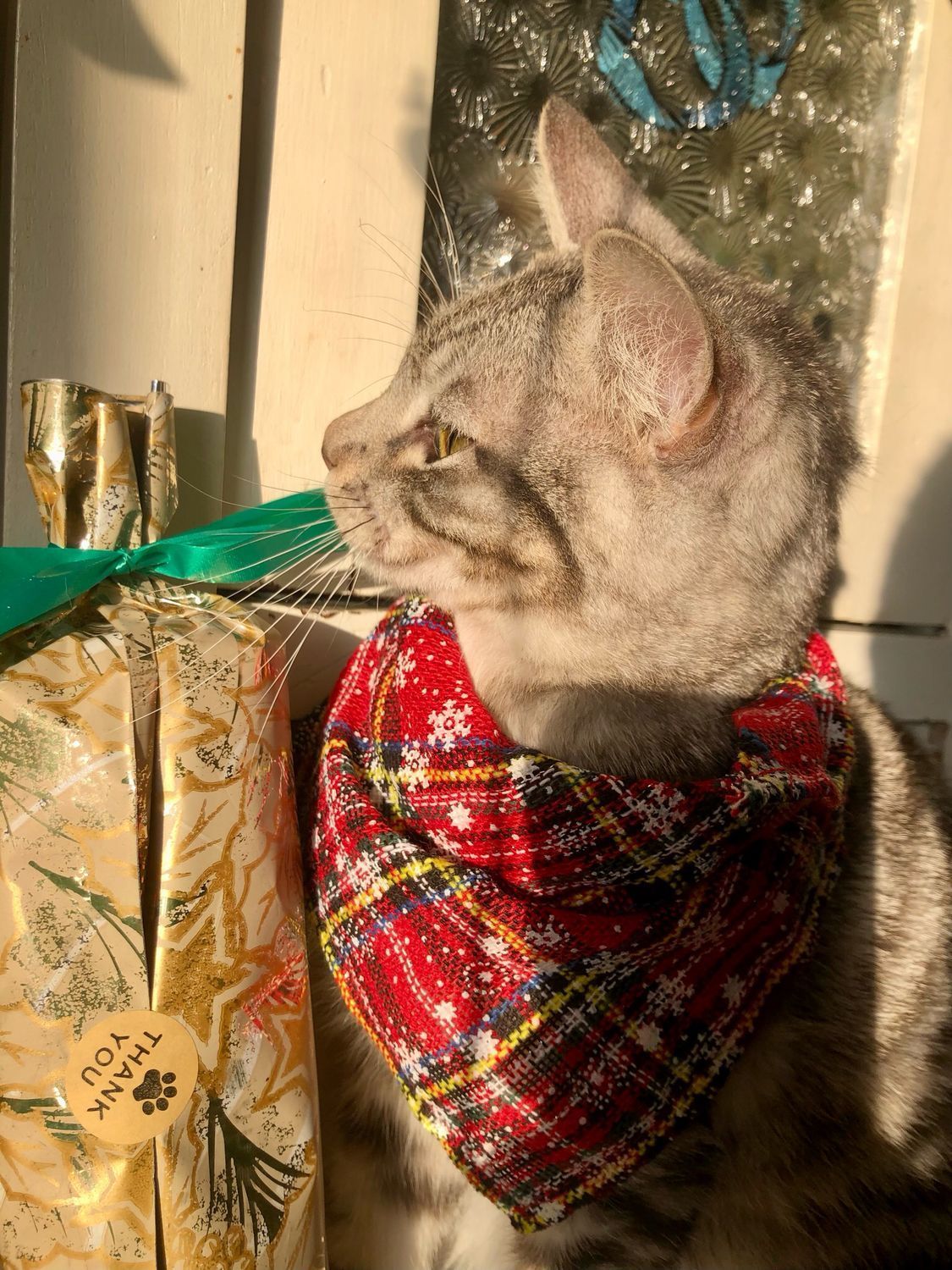 bandana cane gatto natalizia