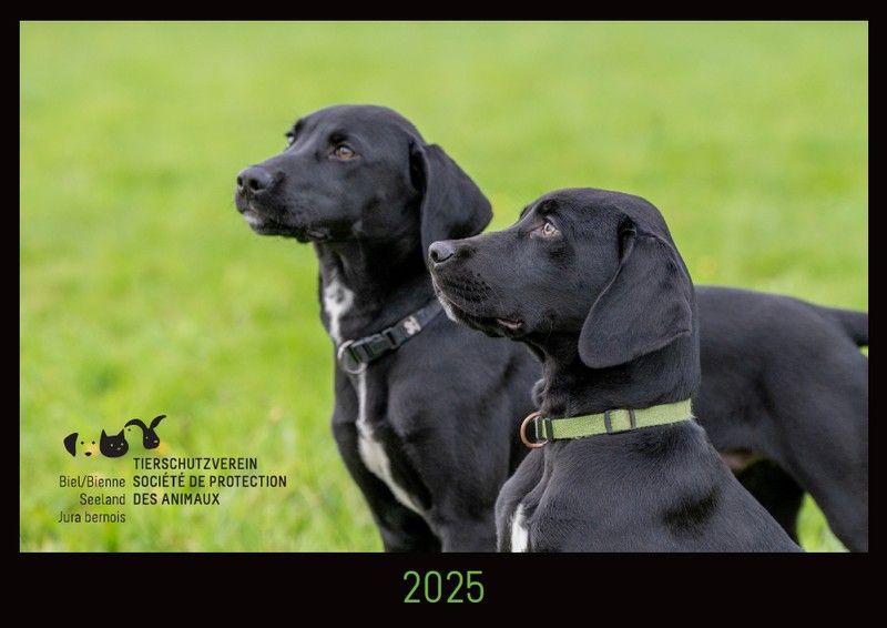 Tierheimkalender 2026