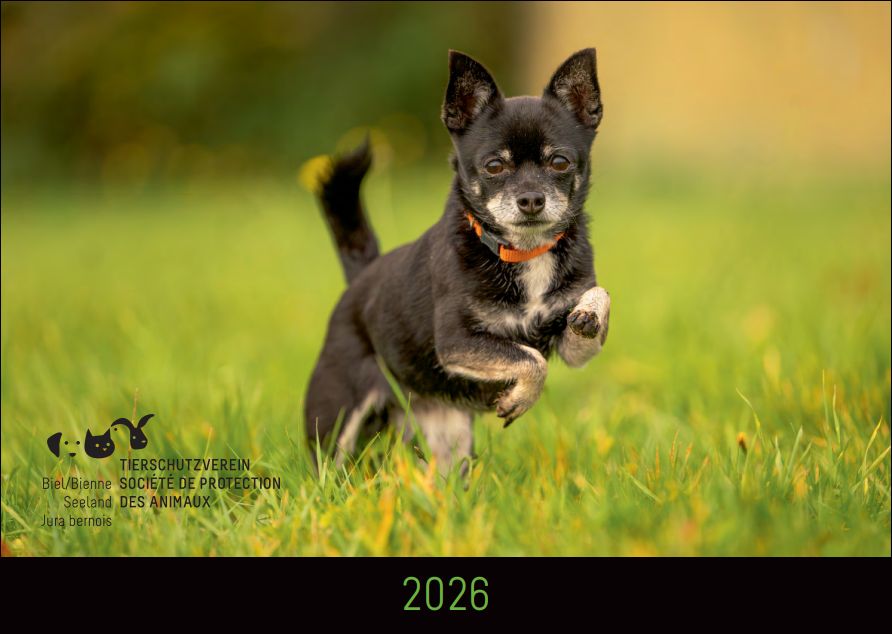 Tierheimkalender 2026 Tierheimkalender 2026