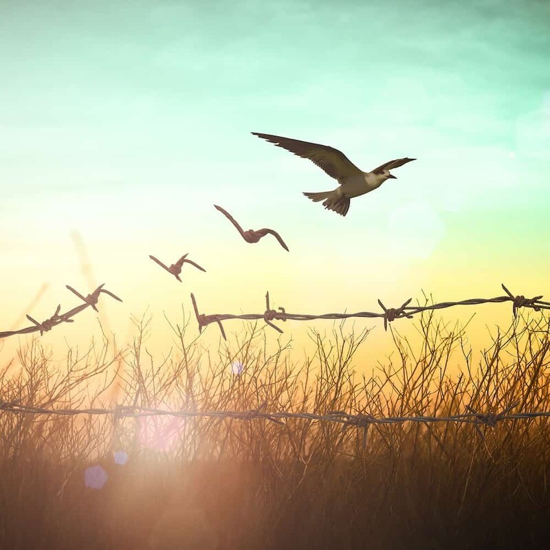 Part Five - Freedom
