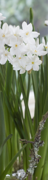 Paperwhite narcissi in a moss ball ; SINGLE