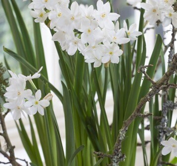 Paperwhite Narcissi In A Moss ball With lichen Twigs - Large