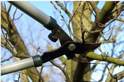 Tree Pruning Services; Natives , Fruiting And Ornamental