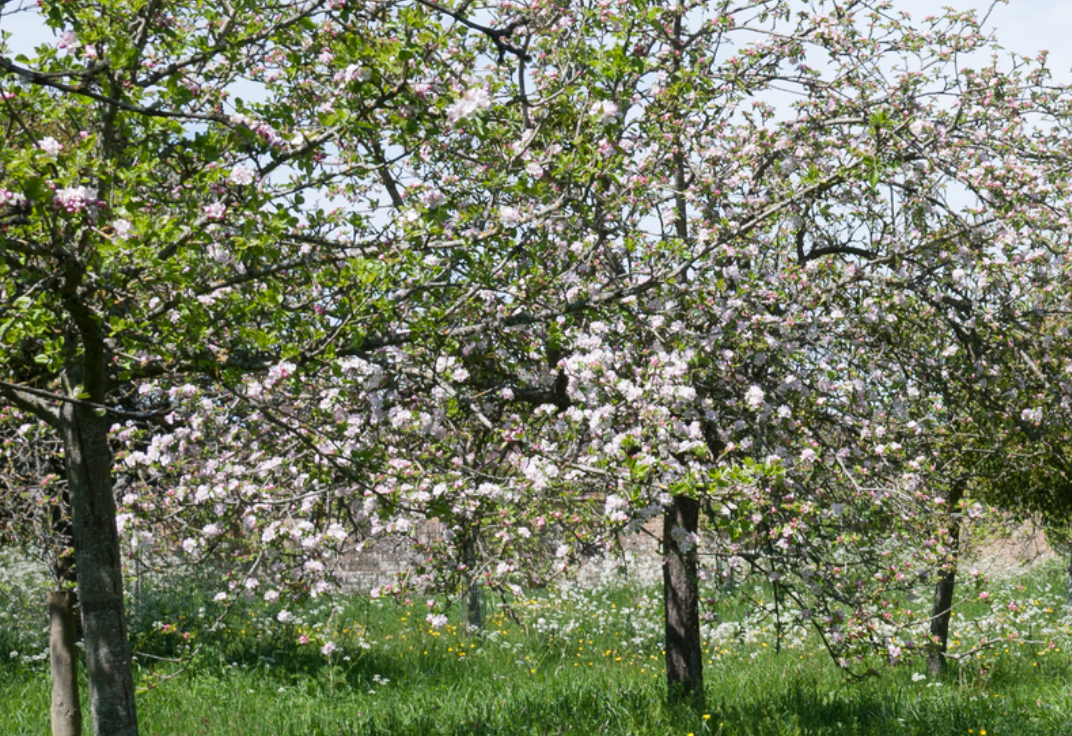 ORCHARDS IN A CHANGING CLIMATE / PERLLANNAU MEWN HINSAWDD SY’N NEWID 5th June 10 til 12