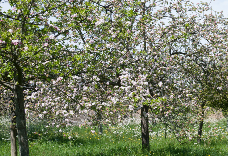ORCHARDS IN A CHANGING CLIMATE / PERLLANNAU MEWN HINSAWDD SY’N NEWID 5th June 10 til 12