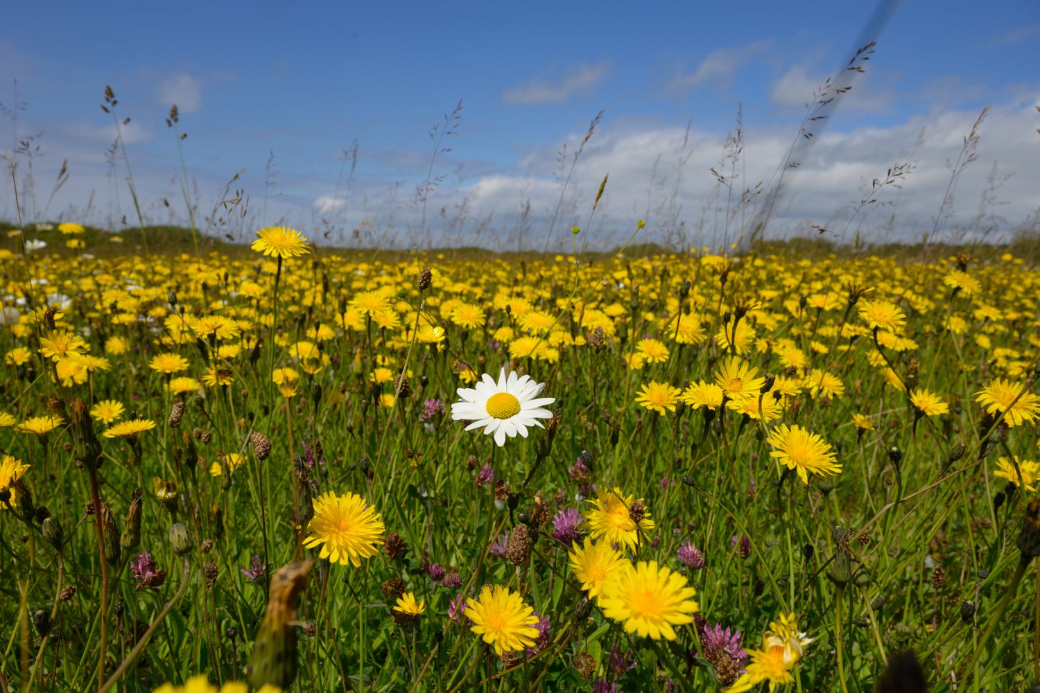 Meadow Management  Talk "Lunch time talks series" 6th Nov