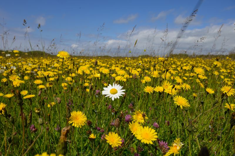 Meadow Management  Talk "Lunch time talks series" 6th Nov