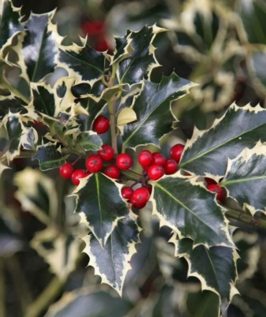 Festive Harp Playing Carols 11-12 Friday 12th Dec . With Cambrian harps