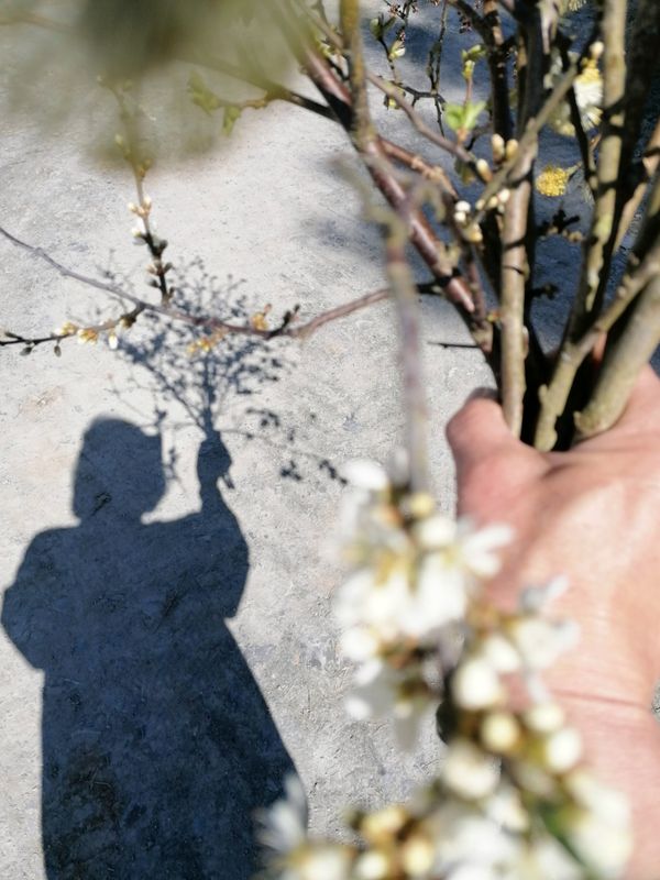 Botanical drawing : Spring hedgerows Saturday 23 May, 11.00-4.00