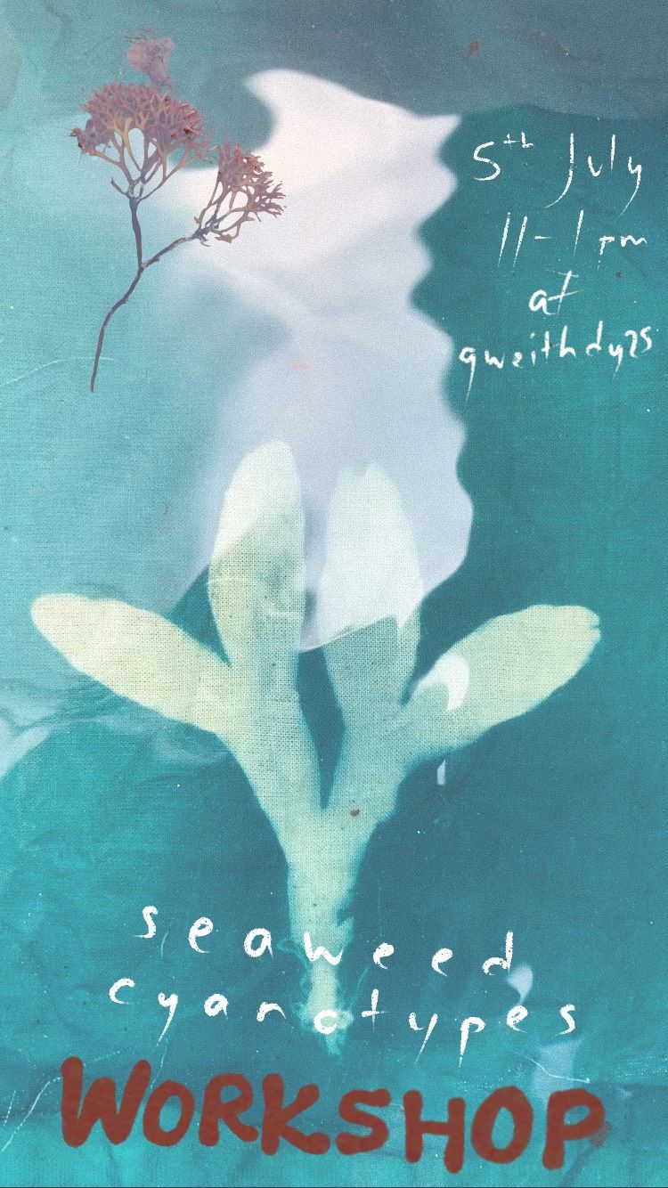 Seaweed Cyanotype, 5 July, 11-1