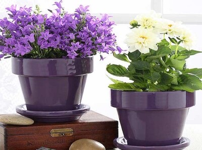 Flower Plants