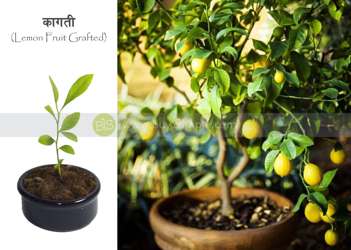 Lemon Plant (Grafted) कागती को बोट