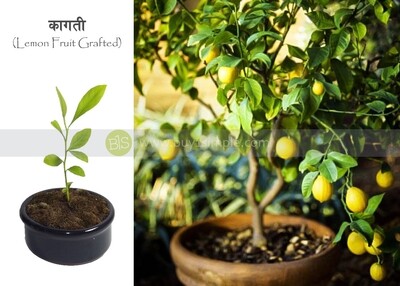 Lemon Plant (Grafted) कागती को बोट