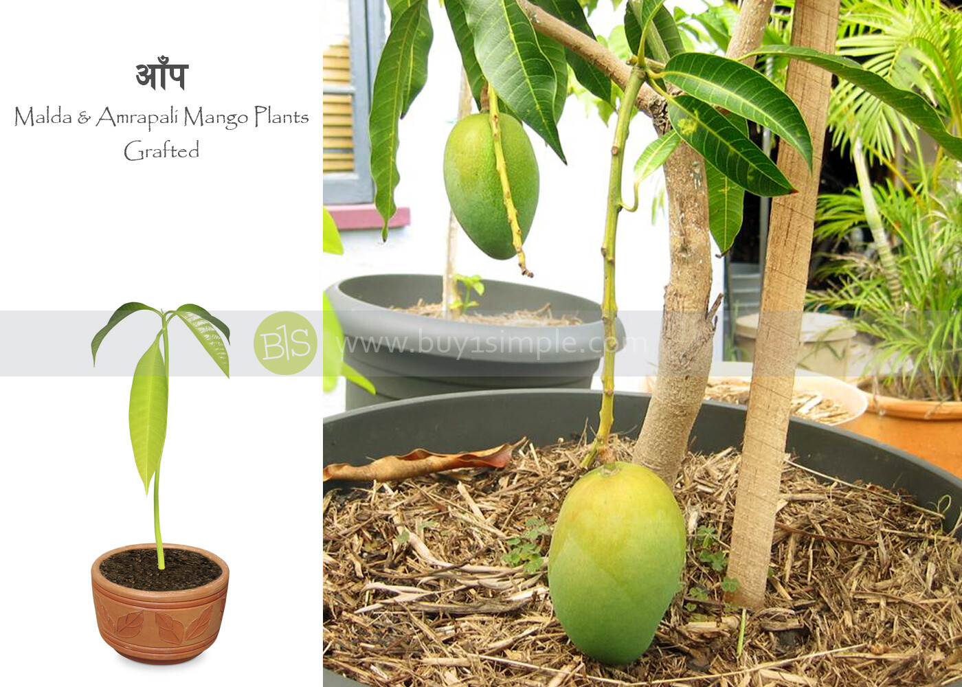 Mango Plant, Amrapali (Grafted) आँपको बोट