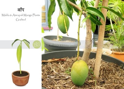 Mango Plant, Amrapali (Grafted) आँपको बोट