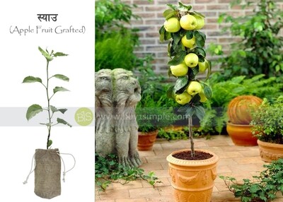 Apple Plant (Grafted) स्याउको बोट