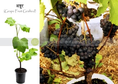 Grapes Plant (Grafted) अङ्गुर को बोट