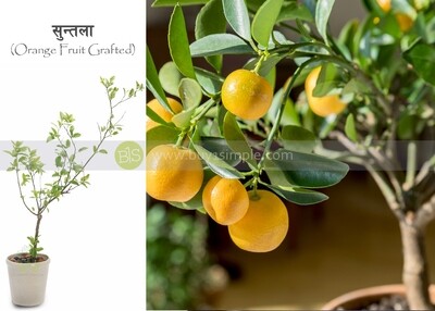 Orange Fruit Plant (Grafted) सुन्तलाको बोट