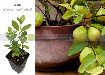 Guava Fruit Plant (Grafted) अम्बाको बोट