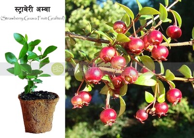 Strawberry Guava Plant, (Grafted) स्ट्रबेरी अम्बाको बोट