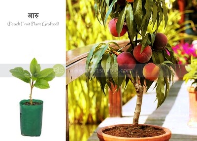 Peach Fruit Plant, (Grafted) आरुको बोट