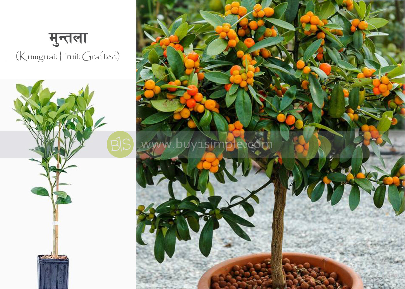 Kumguat Fruit Grafted मुन्तलाको बोट