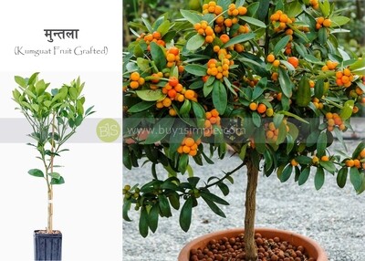 Kumguat Fruit Grafted मुन्तलाको बोट