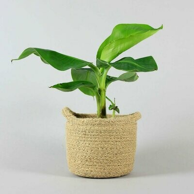 Grafted/Hybrid Plants