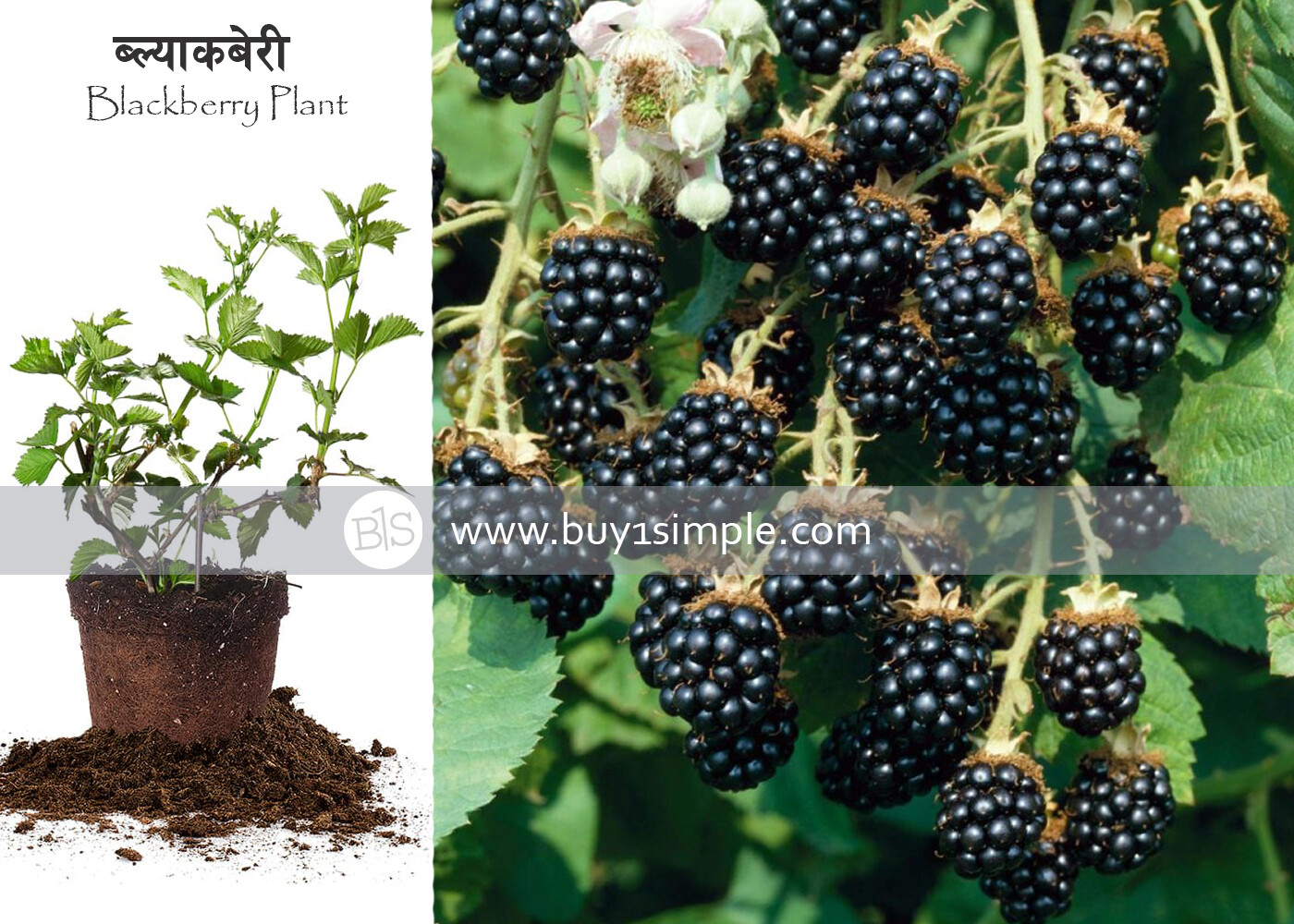 Blackberry Plant / ब्ल्याकबेरी को बोट