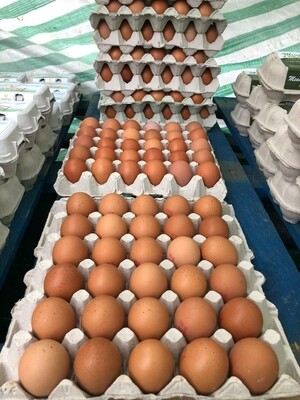 Tray of eggs 24