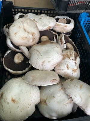 Breakfast flat Mushrooms per kg